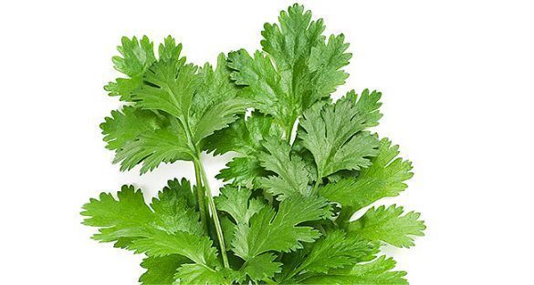 الكزبرة Coriander