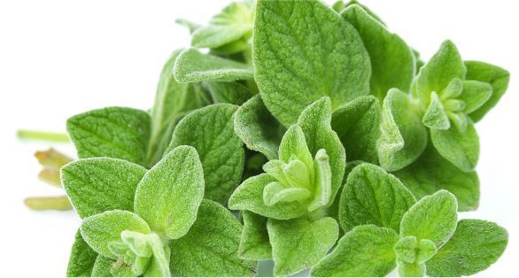 أوريغانو Oregano