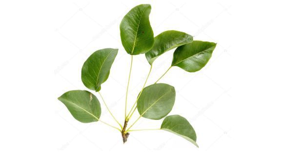 ورق الكمثرى Pear leaves