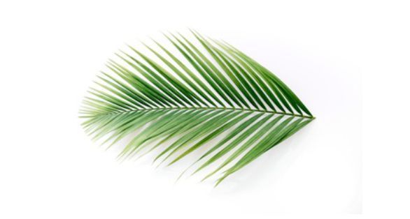 ورق النخيل Palm leaf