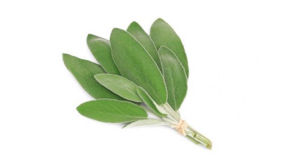 Sage مرمية