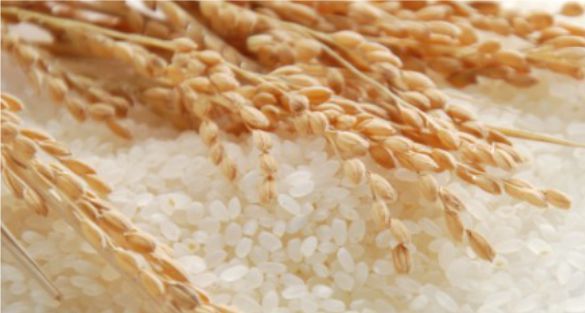 ارز  rice