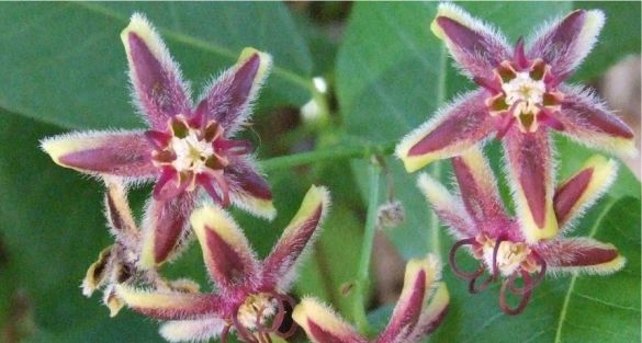Silk Vine