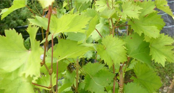 Vine