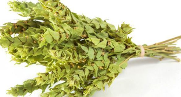 شاي الجبل Mountain tea (Sideritis)