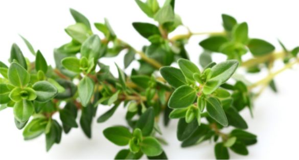 زعتر Thyme