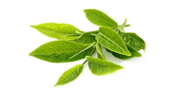 الشاي Tea