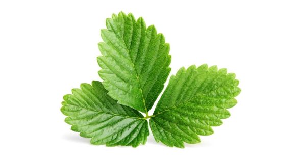 ورق الفراولة Strawberry leaf