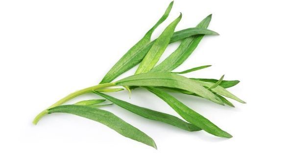 الطرخون Tarragon