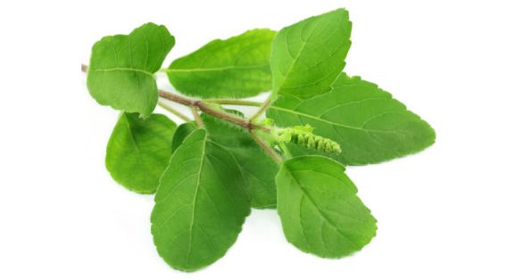 الريحان المقدس Tulsi