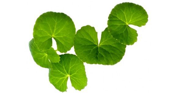 Centella Asiatica