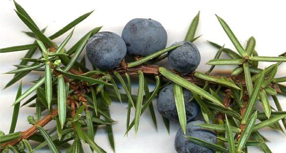 العرعر Juniper