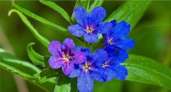 Gromwell