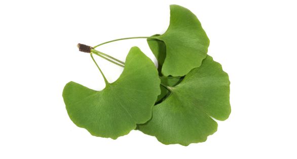 الجنكة الصينية ginkgo