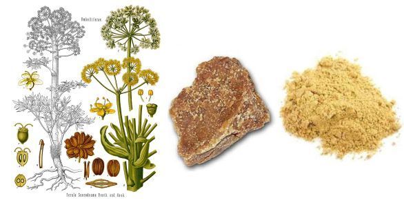 الانجدان Asafoetida
