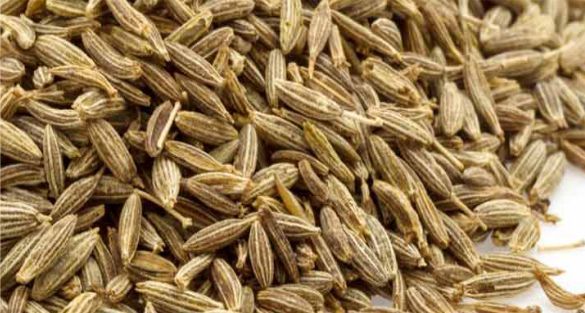 كراوية Caraway
