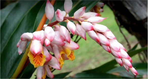 زهر الزنجبيل Ginger flower