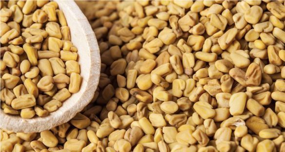حلبة fenugreek