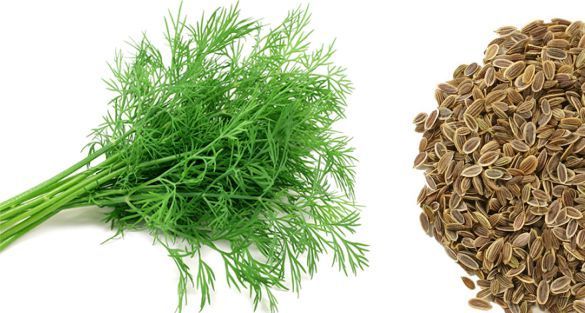 شبت dill