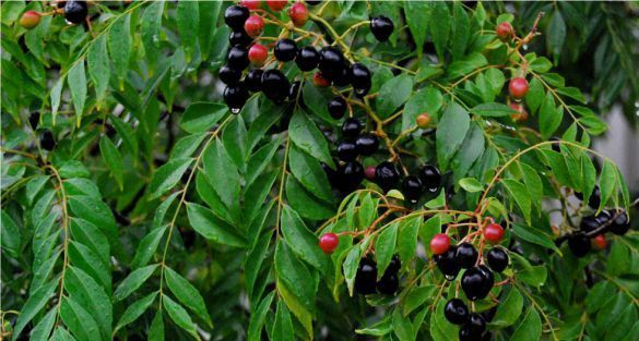 شجرة الكاري Curry Tree