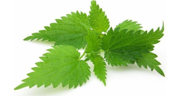 Nettle قراص