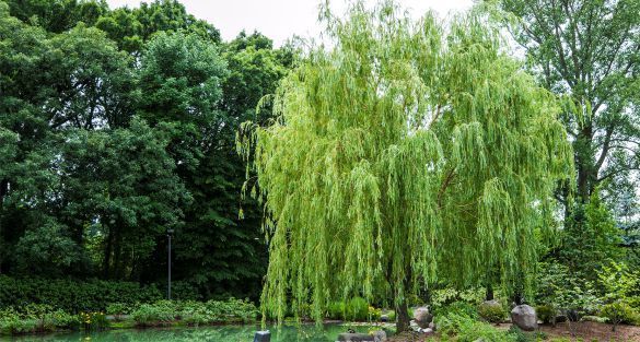 White Willow صفصاف