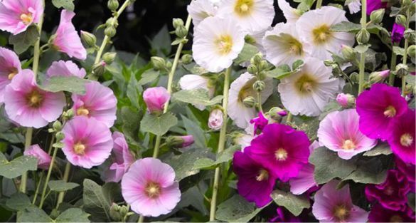 Hollyhock الخطمية