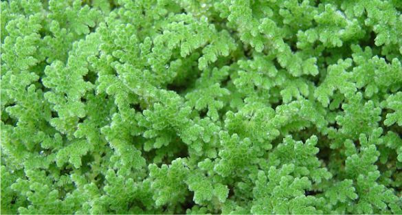 Azolla أزولا