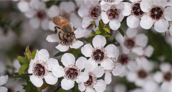 Manuka عسل مانوكا