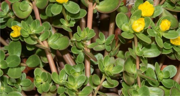 Portulaca or Pigweed نبات الرجلة