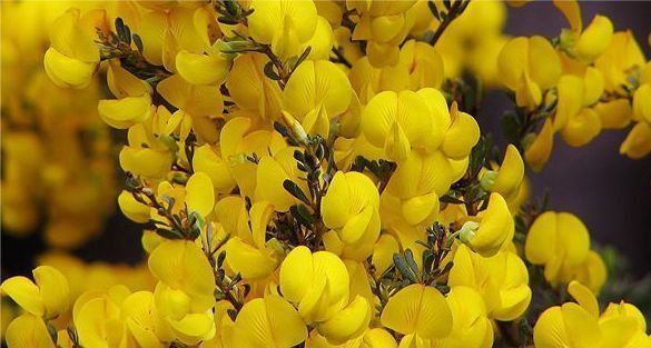 Honeybush or Cyclopia سيكلوبيا