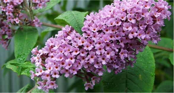 Buddleia قسور