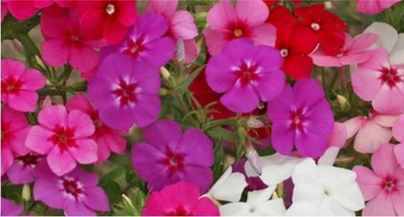 Phlox قبس عثكولي