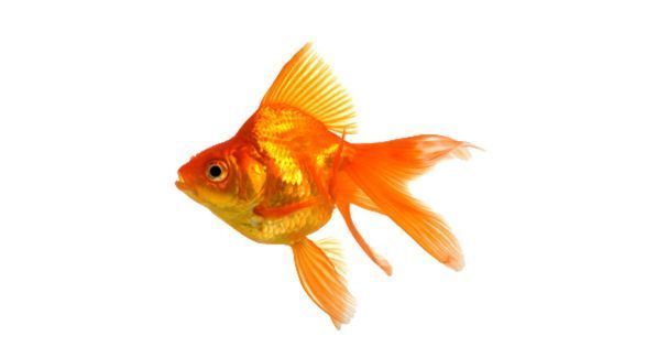 Fish سمك