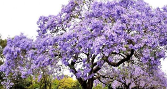 Princess Tree or Paulownia باولونيا