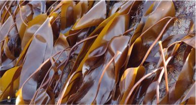 Laminaria لاميناريا