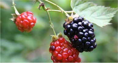 Dewberry
