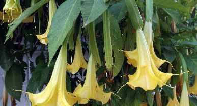 Angels Trumpet كولونيا