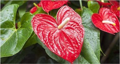 Flamingo flower (Anthurium) زهرة الفلامنغو