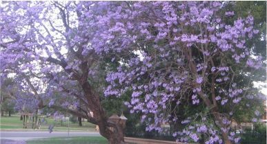 Jacaranda جكراندة