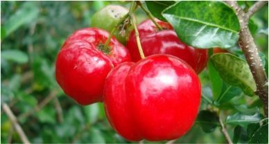 Acerola أسيرولا