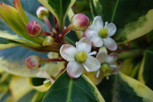 Holly Flower زهرة الهولي