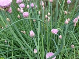 chive ثوم معمر
