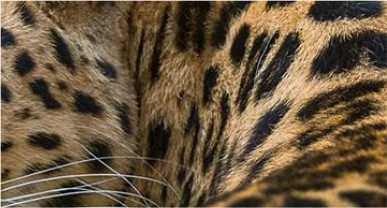 Animal notes ملاحظات حيوانية