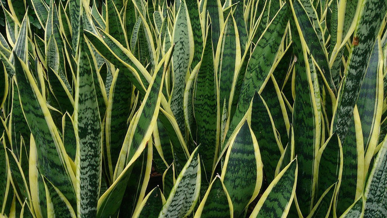 Snake Plant عشبة الحية
