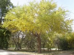 kumbaru تشيلية