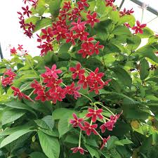 Rangoon creeper كيكوال هندي