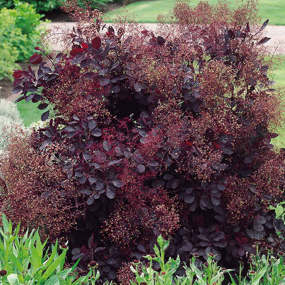 Smoketree البقص
