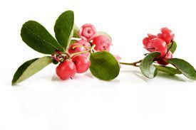 Wintergreen وينترغرين