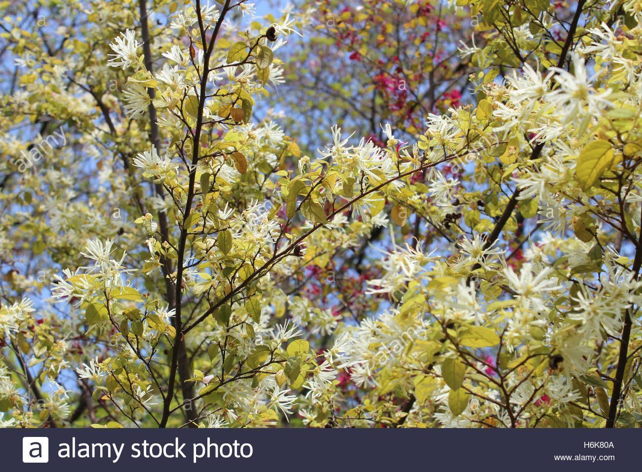 Hazel Bloosomزهر البندق